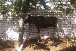 Бродил по городу: на Луганщине полицейские спасли червонокнижне лосенок – видео