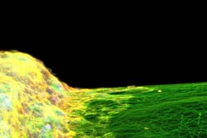 Науковці вперше змогли створити 3D-модель нервової системи – подробиці