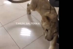 У ТРЦ Харкова левеня втекло з контактного зоопарку – відео