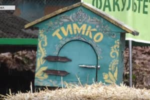 Бабак Тимко Третій: як у Харкові першими в світі весну віщували – сюжет 
