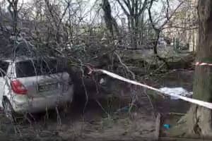 На Одещині вітер повалив дерево прямо на перехожу – жінка загинула