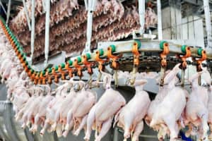 Евросоюз отменил запрет на импорт продукции птицеводства из Украины