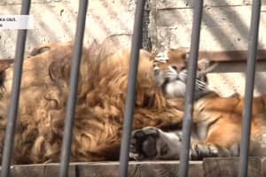 Коронавирус в Запорожье: из-за карантина животные в реабилитационном центре нуждаются в помощи