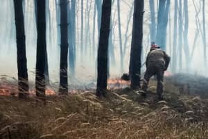Неизвестные подожгли столичный Голосеевский парк, огонь перекинулся на лес