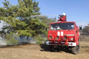 В Запорожской области загорелось 5 га леса – что известно