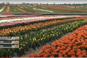 Маленька Голландія на Київщині: у новому дендропарку зацвіла рекордна кількість тюльпанів