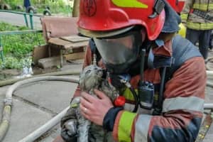 Взгляд стоит тысячи слов: как пожарные спасли серого пушистика