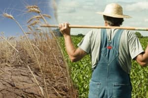 Посуха знищила врожаї: які масштаби збитків та чи не вдарить це по кишенях українців