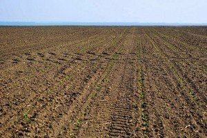 Сім'ї Героїв Небесної Сотні отримають земельні ділянки - Держземагентство