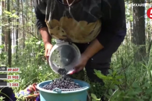 Сезон чорниць стартував на Волині: як заготовляють ягоду і чи можна на цьому підзаробити