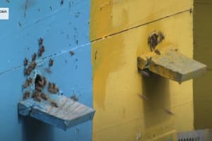 Массовая гибель пчел во Львовской области: кого обвиняют пасечники и что говорит местная власть