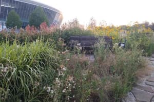 Бур'яни з людський зріст: занедбана "Донбас Арена" обурює і шокує &ndash; фото