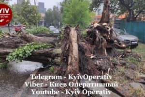 Дерево вирвало з корінням: Києвом пронісся буревій зі зливою – фото, відео