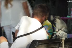 Животные истощены, больны и недокормлены: в Одессе зоозащитники борются с уличными горе-фотографами