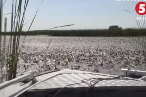 Краснокнижный водяной орех заполонил водохранилища на Днепре: можно ли с ним бороться