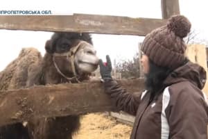Верблюд Яша: як дніпровські волонтери врятували тварину від голоду та смерті