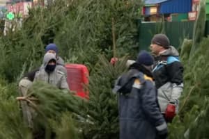 У Києві з 1 січня запрацюють 15 пунктів зі збору ялинок на перероблення