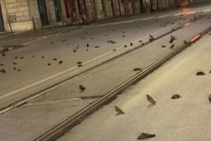 У Римі сотні птахів загинули через новорічні феєрверки