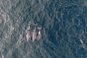 Масова загибель дельфінів у Криму стала наслідком російської агресії – ЦНС