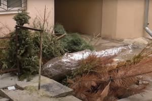 Подарунки в обмін на ялинку: як одеситів закликають здавати новорічні дерева на перероблення