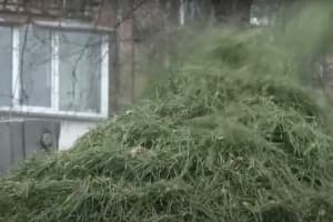 Вторая жизнь столичных елок: как происходит утилизация праздничных деревьев – включение