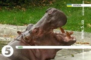 Київська бегемотиха &ndash; найстаріша в Україні