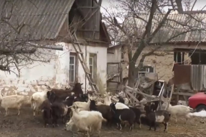 Сотня кіз опинилася в заручниках у пенсіонера: чому на Черкащині гинуть тварини – сюжет