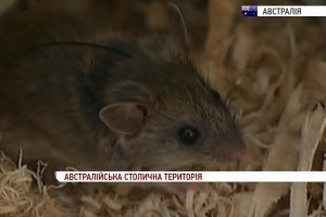 Австралійські науковці відновлюють популяцію зниклого виду мишей