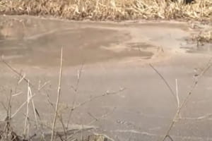 В Черкасской области лес превратился в зону экологического бедствия: что известно