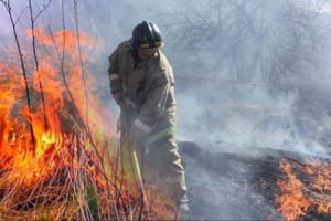 "Такий був крик фазанів, як ото діти плачуть": чому любителям "погосподарювати" не варто палити суху траву навесні