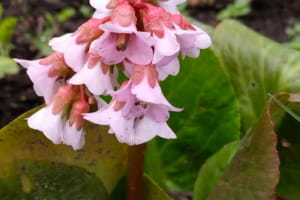 Весна у розпалі: у Одеському ботанічному саду показали перші цвітіння – фотогалерея