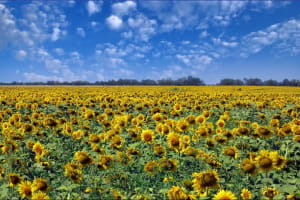 В Україні зафіксовано рекордний урожай соняшника
