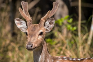 На Київщині в контактному зоопарку від сказу помер олень – є загроза для всіх відвідувачів