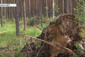 100 млн збитків: лісівники просять визнати наслідки негоди надзвичайною ситуацією на Рівненщині
