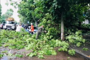 У Житомирі з численними травмами госпіталізували чоловіка, на якого впало дерево