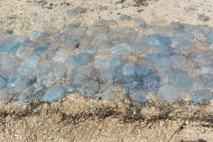 Ковдра з отруйного "желе": українські курорти Азовського моря потерпають від нашестя медуз – фото, відео