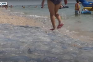 Медузи атакували Азовське море: що відбувається на українських курортах