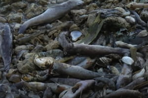 У Дніпрі стався масовий мор риби: які можливі причини та наслідки – сюжет