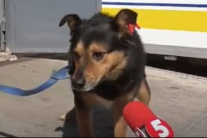 6 лет в подземелье: в Луганской области спасли собаку, которая еще щенком провалилась в колодец