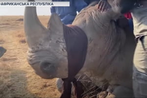 Легалізація продажу зрізаних рогів може вберегти життя носорогів – власник заповідника в ПАР
