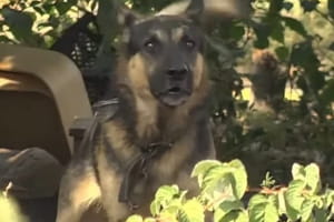 На Дніпропетровщині агресивний пес тероризує цілу вулицю