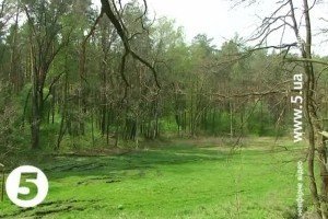 Суд повернув Біличанський ліс державі