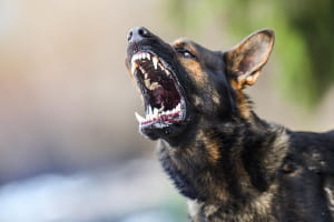 У Харкові п'ять бійцівських собак загризли свою 81-річну власницю