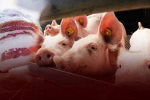 Україна купує сала в рази більше, ніж продає: в чому причина та як змінити ситуацію