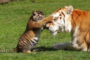 WWF: за останні 40 років кількість диких тварин скоротилася вдвічі