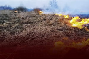 Шкідливіше за куріння: якої шкоди завдає горіння сухої трави та як безпечно позбутися листя
