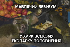 Бебі-бум у Харківському екопарку: білорукі гібони та болотні мавпочки стали батьками – сюжет