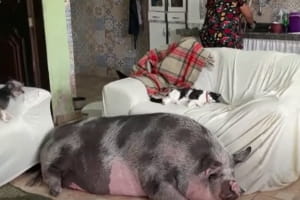 Домашняя любимица весом в 250 кг: как женщина купила минипига, а выросла гигантская свинья
