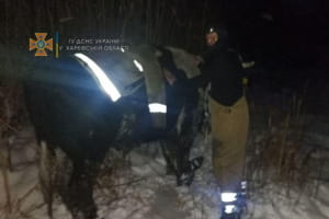 На Харківщині врятували бика, який провалився під лід
