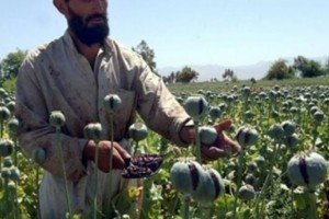 В Афганістані зібрали рекордний врожай опійного маку